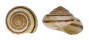 LANDSNAIL ASPERITAS INQUINATA PENIDAE shell