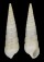 PYRAMIDELLIDAE LONGCHAEUS TERES shell