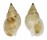 NASSARIIDAE NASSARIUS NANHAIENSIS shell