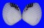VENERIDAE GAFRARIUM PECTINATUM shell