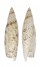 SERAPHSIDAE TEREBELLUM TEREBELLUM PUNCTULORUM shell