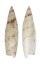 SERAPHSIDAE TEREBELLUM TEREBELLUM PUNCTULORUM shell