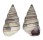 LANDSNAIL LIGUUS VIRGINEUS shell