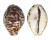CYPRAEIDAE CYPRAEA TIGRIS shell