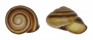 LANDSNAIL AMPELITA CONSANGUINEA shell