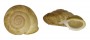 LANDSNAIL AMPELITA GRANULOSA shell