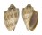 VOLUTIDAE CYMBIOLA NIVOSA OBLITA shell