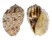 HARPIDAE HARPA MAJOR KAWAMURAI shell
