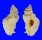 MURICIDAE PTERYNOTUS TRIPTERUS shell