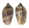 VOLUTIDAE CYMBIOLA VESPERTILIO shell
