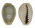 CYPRAEIDAE MONETARIA ANNULUS shell