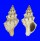 FASCIOLARIIDAE LEUCOZONIA CERATA shell