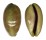 CYPRAEIDAE LYNCINA LEVIATHAN TITAN shell