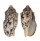 VOLUTIDAE CYMBIOLA VESPERTILIO shell