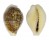 CYPRAEIDAE CYPRAEA DANI shell
