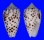 CONIDAE CONUS PULICARIUS shell
