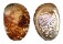 HALIOTIDAE HALIOTIS DOHRNIANA shell
