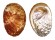 HALIOTIDAE HALIOTIS DOHRNIANA shell