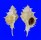 MURICIDAE SIRATUS PLICIFEROIDES shell