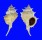 MURICIDAE SIRATUS PLICIFEROIDES shell