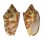VOLUTIDAE CYMBIOLA VESPERTILIO shell