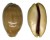 CYPRAEIDAE LYNCINA LEVIATHAN TITAN shell