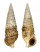 CERITHIIDAE CERITHIUM ATRATUM shell