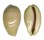 CYPRAEIDAE LYNCINA LEVIATHAN TITAN shell