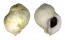 CORALLIOPHILIDAE CORALLIOPHILA  VIOLACEA shell