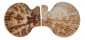 PECTINIDAE MIMACHLAMYS GLORIOSA shell