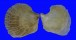 ISOGNOMONIDAE ISOGNOMON EPHIPPIUM shell