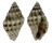 MURICIDAE ERGALATAX MARGARITICOLA shell