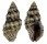 MURICIDAE ERGALATAX MARGARITICOLA shell