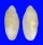 MARGINELLIDAE VOLVARINA cf. PHILIPPINARUM shell