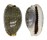 CYPRAEIDAE EROSARIA LABROLINEATA shell