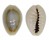CYPRAEIDAE MONETARIA ANNULUS shell
