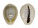 CYPRAEIDAE MONETARIA ANNULUS shell