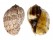 HARPIDAE HARPA MAJOR shell