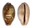 CYPRAEIDAE LEPORICYPRAEA MAPPA shell