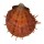 SPONDYLIDAE SPONDYLUS REESIANUS shell