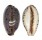 CYPRAEIDAE LYNCINA LYNX VANELLI shell