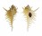 MURICIDAE MUREX cf. FALSITRIBULUS shell