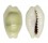 CYPRAEIDAE MONETARIA MONETA shell