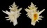 CORALLIOPHILIDAE BABELOMUREX WORMALDI shell
