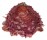 SPONDYLIDAE SPONDYLUS VARIANS shell