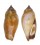 STROMBIDAE STROMBUS FRAGILIS shell