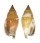 STROMBIDAE STROMBUS DENTATUS shell