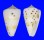 CONIDAE CONUS EBURNEUS shell