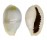 CYPRAEIDAE MONETARIA ANNULUS shell