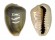 CYPRAEIDAE MONETARIA ANNULUS shell